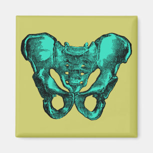 Imã Ossos humanos da pelve da anatomia