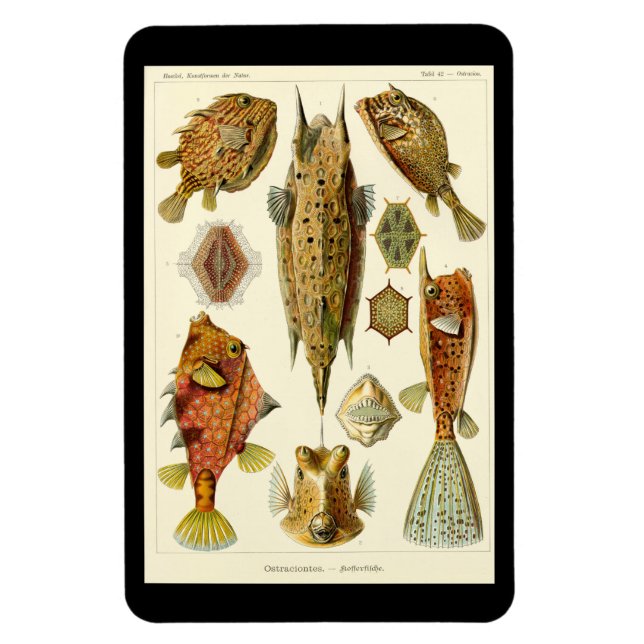 Ímã "Ostraciontes" de Ernst Haeckel (Vertical)