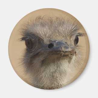 Imã Ostrich