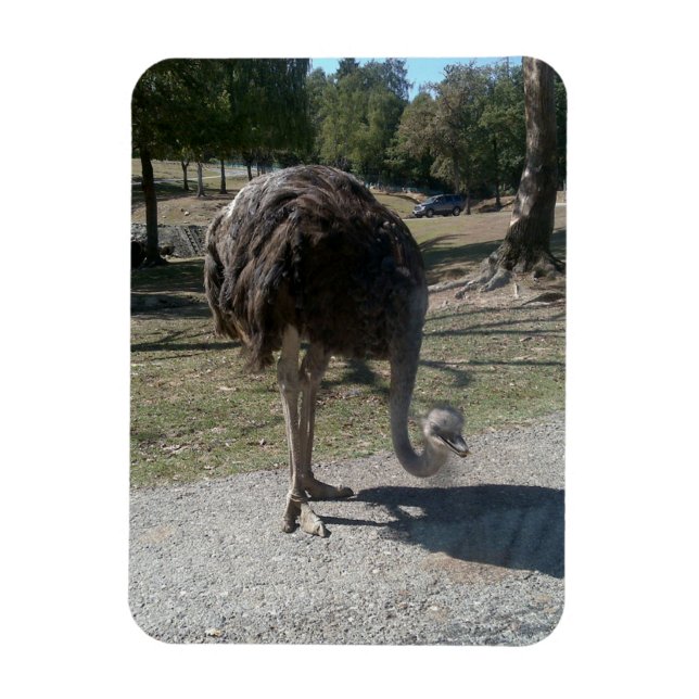 Ímã Ostrich (Vertical)