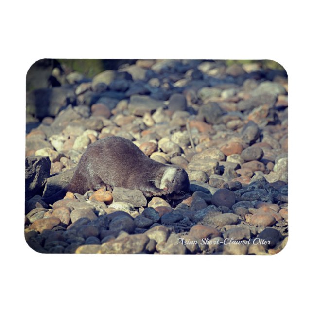 Ímã Otter Short-Clawed no Zoo Drusillas em East Sussex (Horizontal)