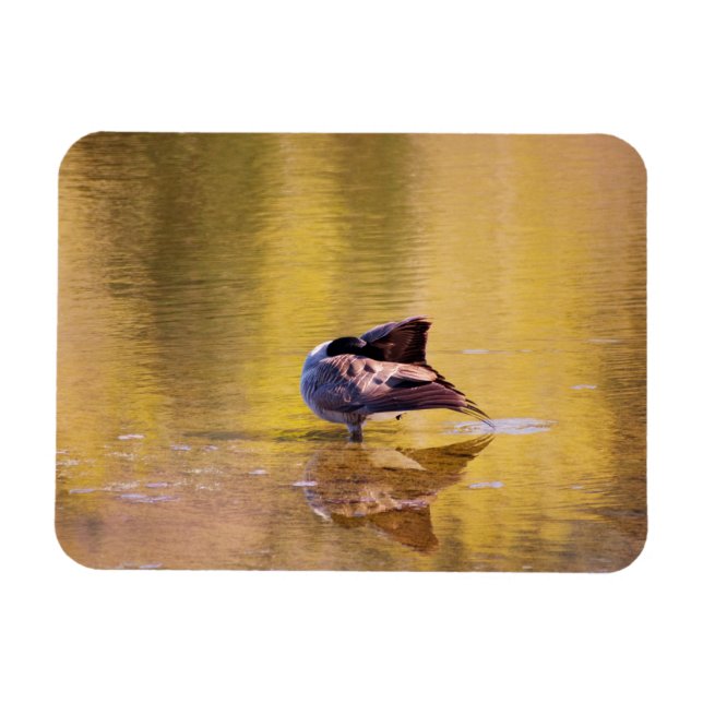 Ímã Ouro (Horizontal)