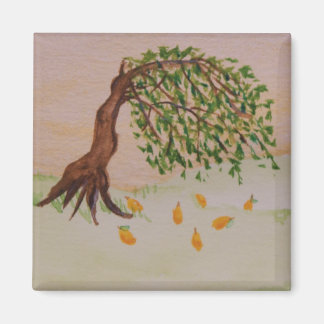 Imã Ouro à tarde-ímã