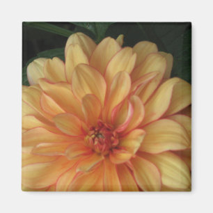 Imã Ouro Dahlia Magnets