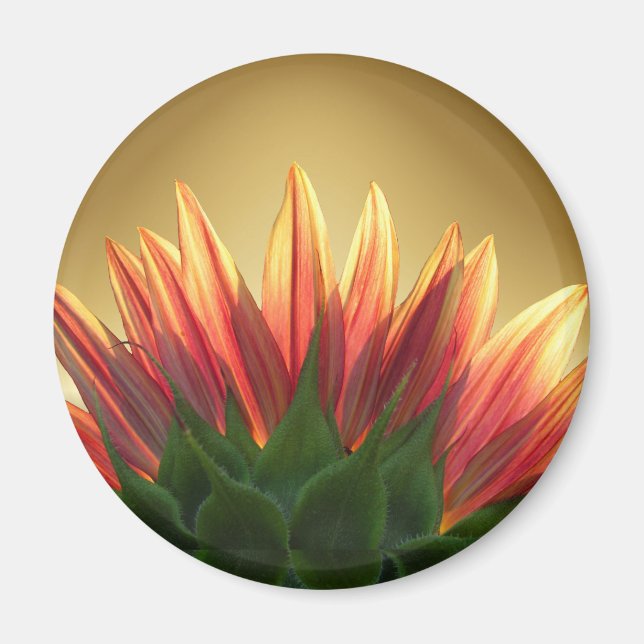 Imã Ouro de girassol ~ Magnet (Frente)