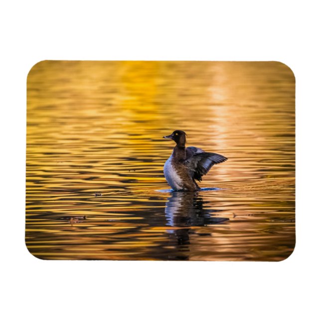 Ímã Ouro de um lago ouro (Horizontal)