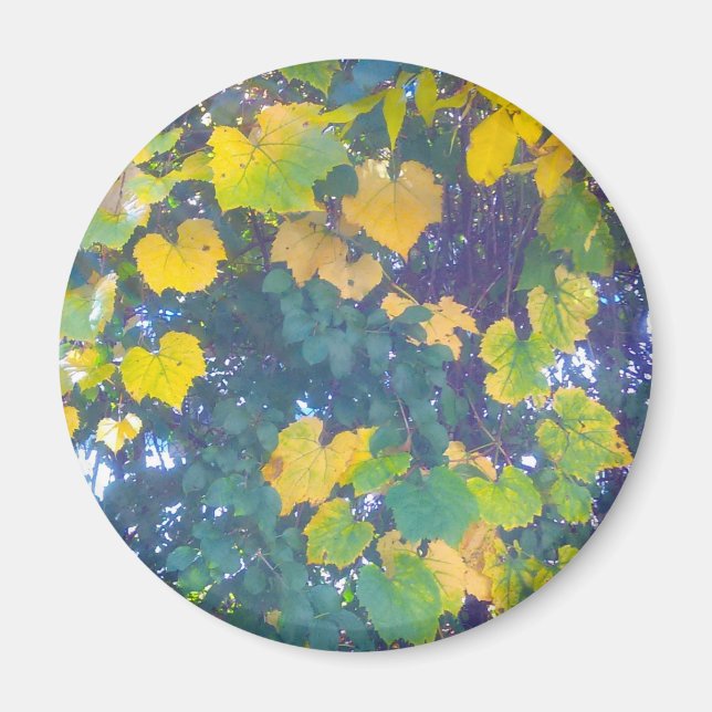 IMÃ OURO FECHAR (Frente)