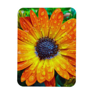 Ímã Ouro grande Flower Close (Fechar)