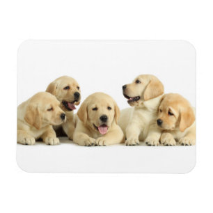 Ímã Ouro Labrador Puppie