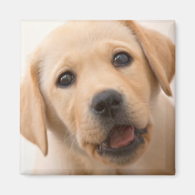 Imã Ouro Labrador Puppy (Frente)