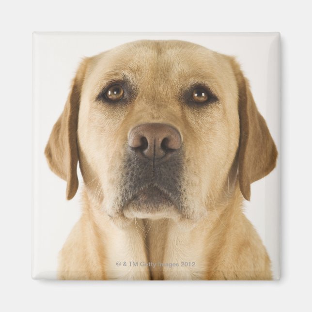 Imã Ouro Labrador Retriever (Canis familiaris). (Frente)