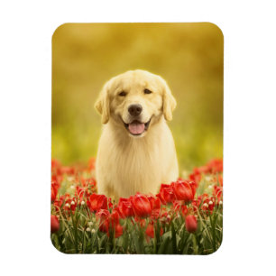 Ímã Ouro para sempre nas flores vermelhas