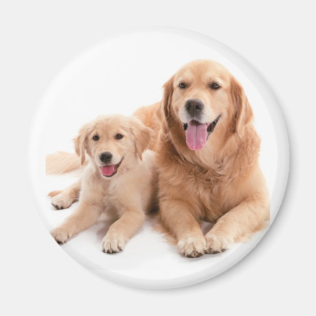 Imã Ouro Retriever Buddies (Frente)