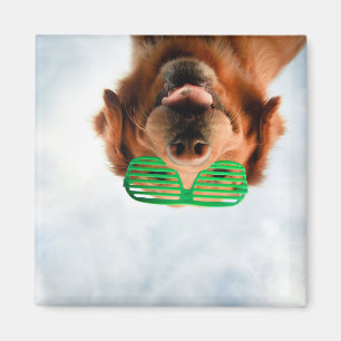 Imã Ouro Retriever Com Óculos De Sol Verde
