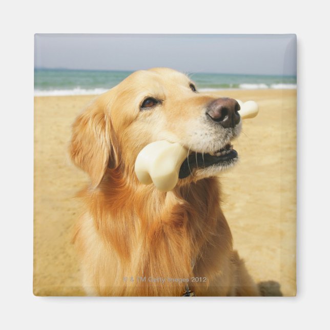 Imã Ouro Retriever comendo osso (Frente)