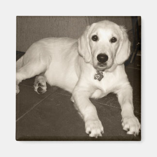 Imã Ouro Retriever (Creme Inglês) Puppy - 14 semanas