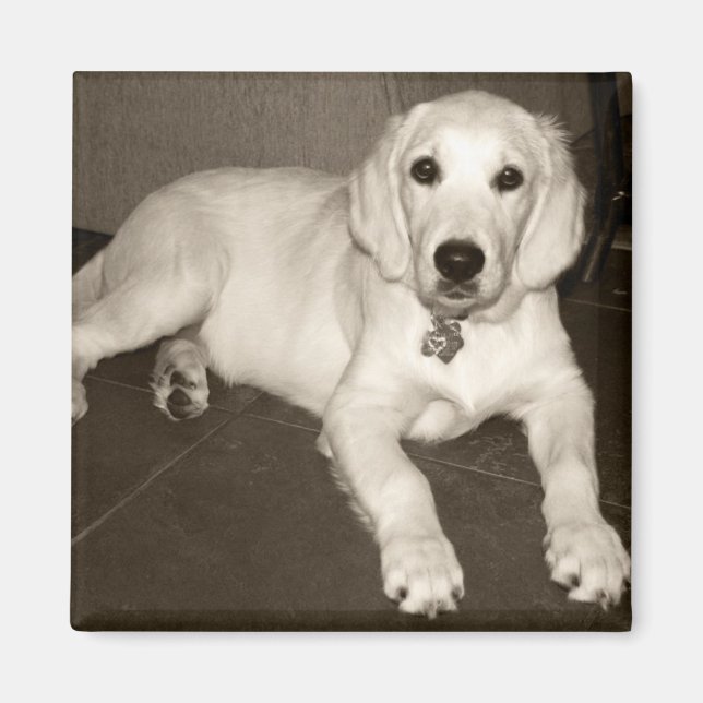 Imã Ouro Retriever (Creme Inglês) Puppy - 14 semanas (Frente)