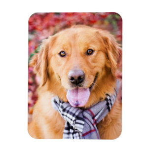 Ímã Ouro Retriever Em Scarf