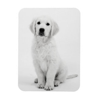 Ímã Ouro Retriever i