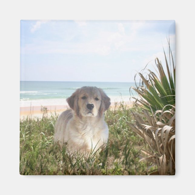 Imã Ouro Retriever Magnet Purfect Puppy (Frente)