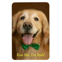 Ouro Retriever me beije como Rua irlandesa.
