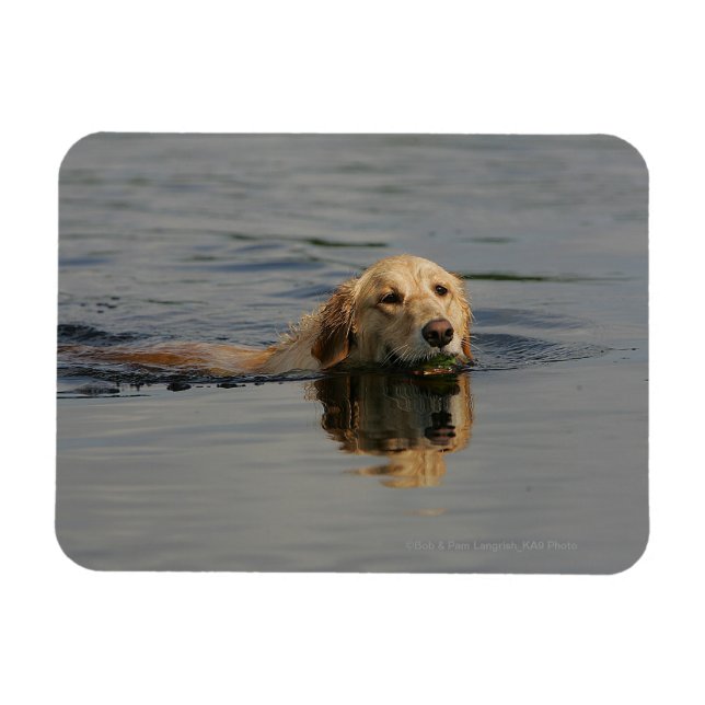 Ímã Ouro Retriever Natação (Horizontal)