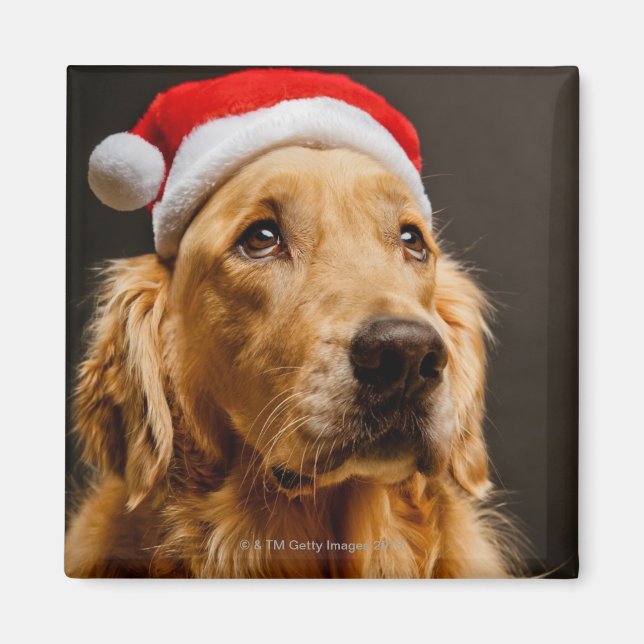 Imã Ouro Retriever posando no Natal (Frente)