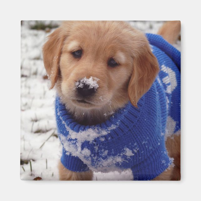 Imã Ouro Retriever Puppy (Frente)