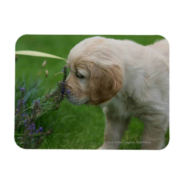 Ímã Ouro Retriever Puppy (Horizontal)