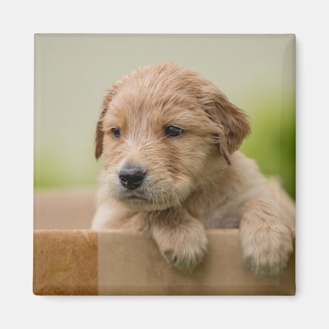 Imã Ouro Retriever Puppy in Box (Frente)