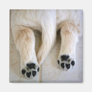 Imã Ouro Retriever Puppy Toes