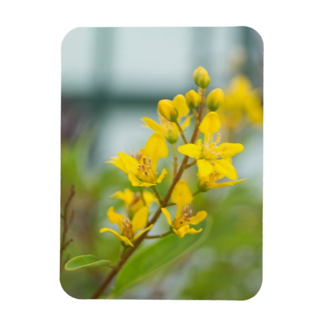 Ímã Ouro Thryallis (Vertical)