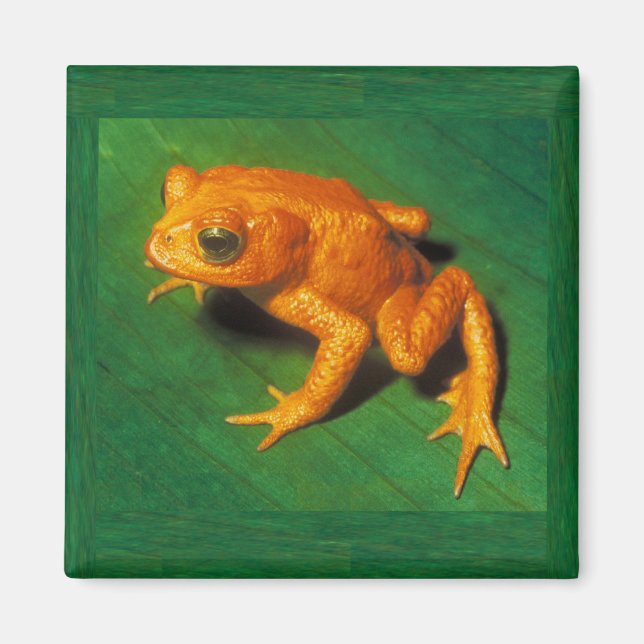 Imã Ouro Toad Magnet (Frente)
