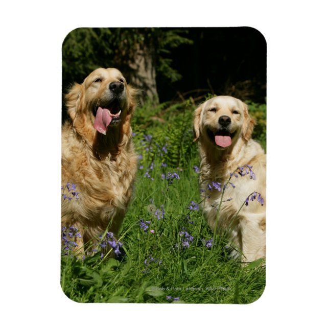 Ímã Ouros de retenção na grama (Vertical)