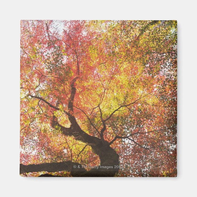 Imã Outono (Frente)