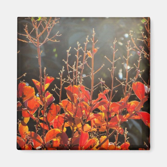 Imã Outono em Camberra (Frente)