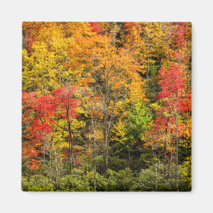 Imã Outono em Sims Pond North Carolina, Blue Ridge