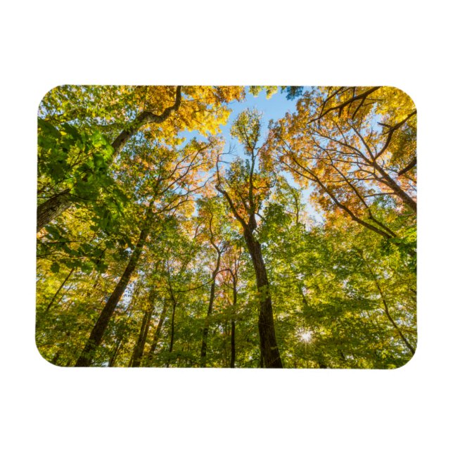 Ímã Outono em uma floresta em Amesbury, Massachusetts (Horizontal)