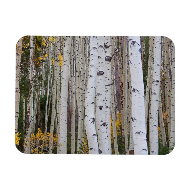 Ímã Outono no Aspen (Horizontal)