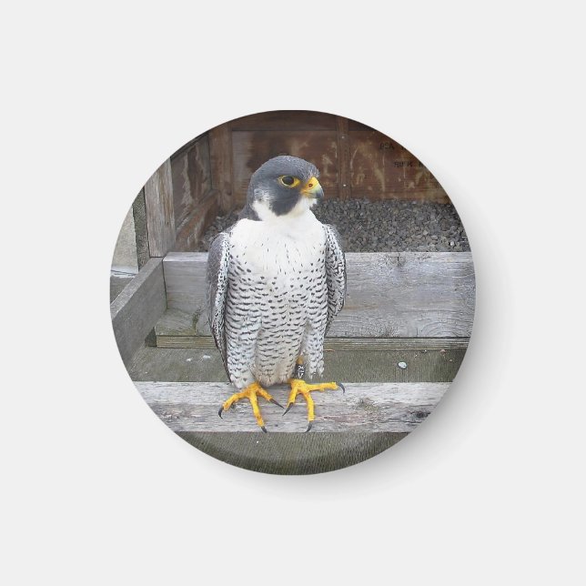 Imã Outro Magnet Archer (Frente)