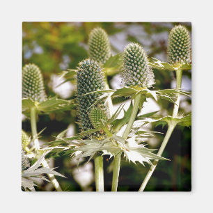 Imã Outro Magneto Legal