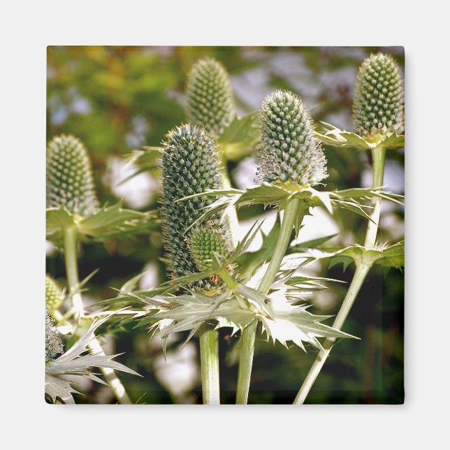 Imã Outro Magneto Legal (Frente)