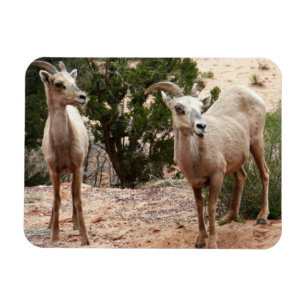 Ímã Ovelha Engraçada no Parque Nacional do Zion