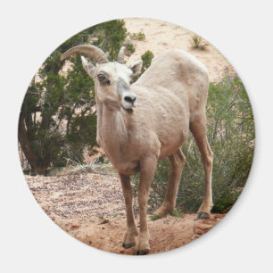 Imã Ovelha Engraçada no Parque Nacional do Zion