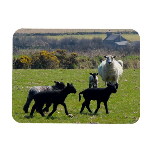 Ímã Ovelhas Bodmin Moor Cornwall Inglaterra (Horizontal)
