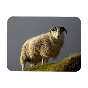 Ímã Ovelhas, Península de Trotternish, Ilha de Skye,