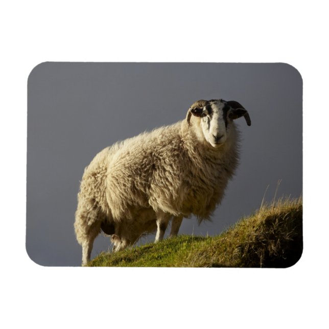 Ímã Ovelhas, Península de Trotternish, Ilha de Skye, (Horizontal)