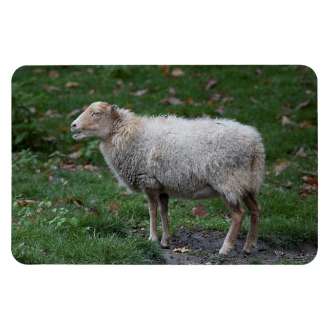 Ímã Ovis aries (Horizontal)