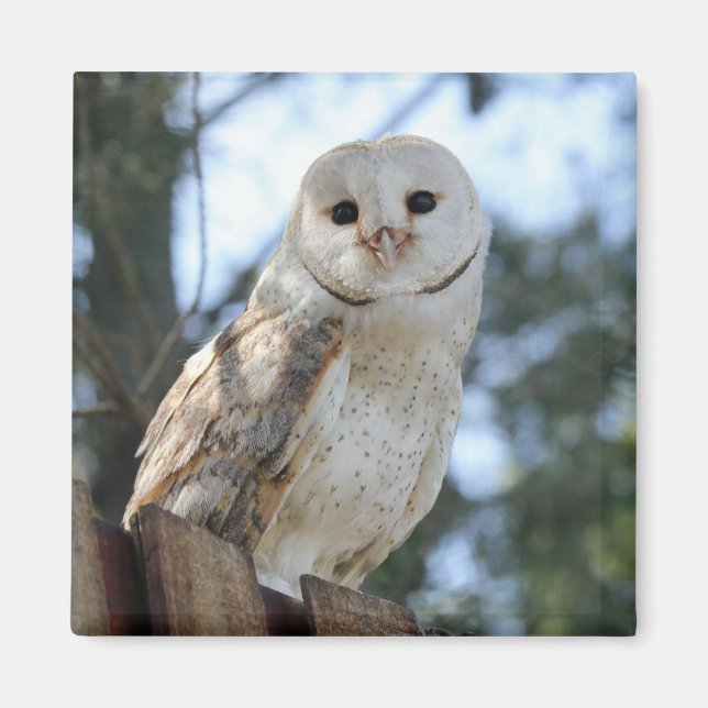 Imã Owl Bird Animal Feather Natureza Paz Destino (Frente)