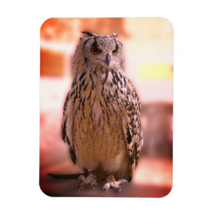 Ímã Owl Experience Somerset